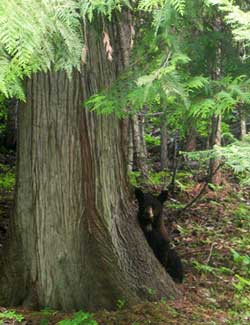 Small brown bear sitting next to the trunk of a large cedar tree.