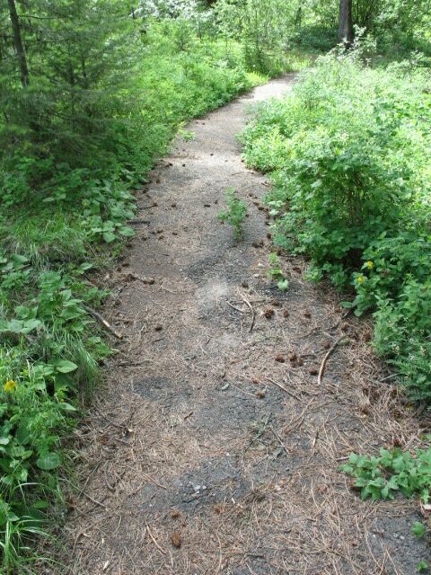 picture showing Portion of the paved trail leading from the parking lot to the river overlook.  Pine needles can be seen covering the trail, and the trail is broken and uneven in places from tree roots. This section is the worst section of the trail.