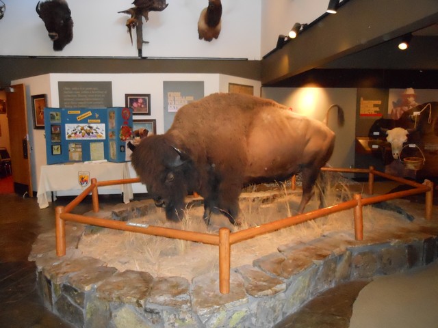 picture showing Full-sized bison to greet you as you enter the visitor center.