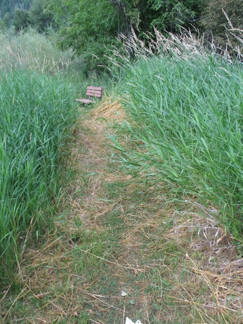 picture showing The portion of the trail that passes through a meadow. Grass can be seen leaning into the path, and the path surface consists of mowed grass.