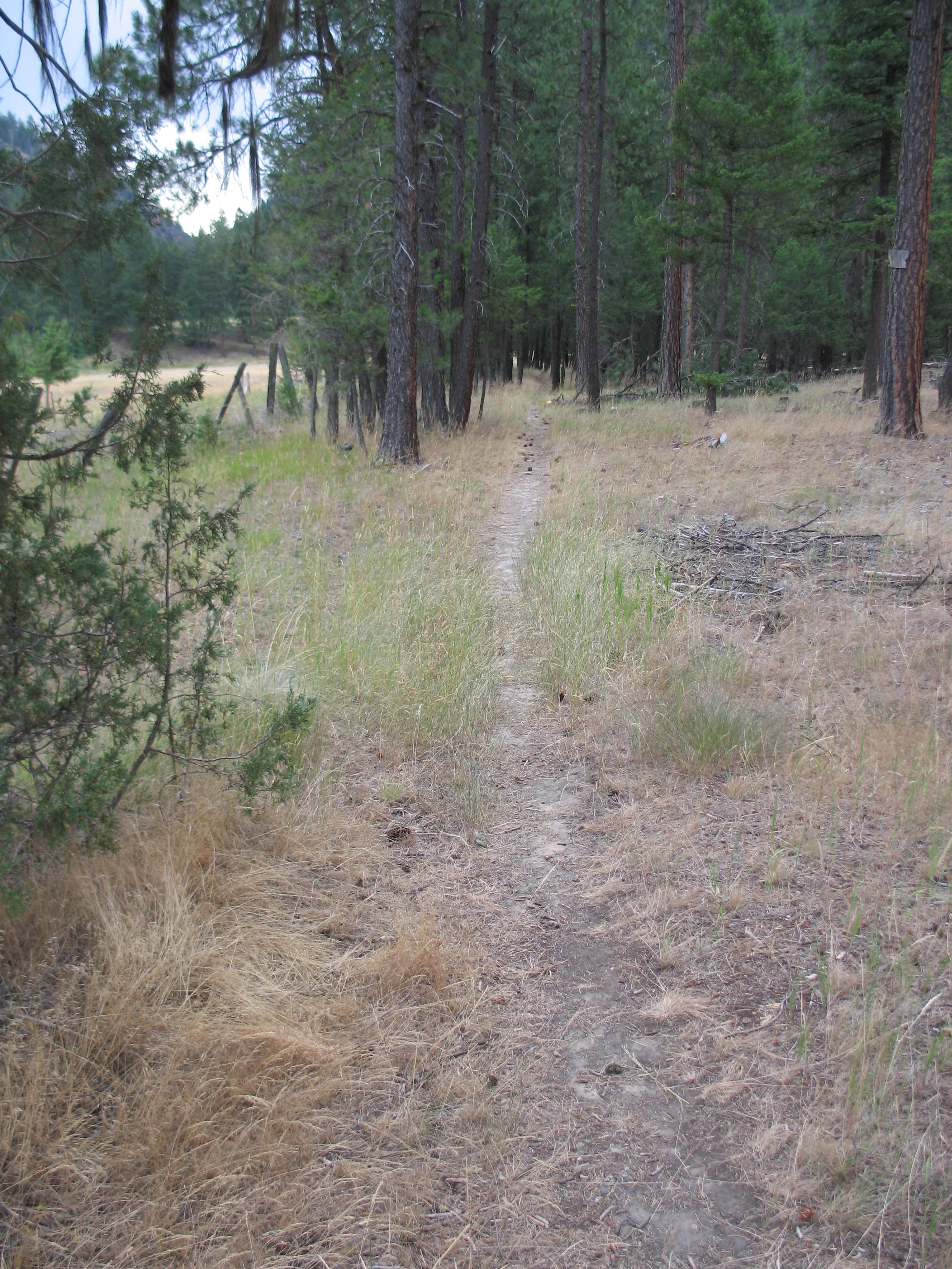 picture showing Picture of the trail near the trailhead showing a sandy narrow (12-inch) path through trees.